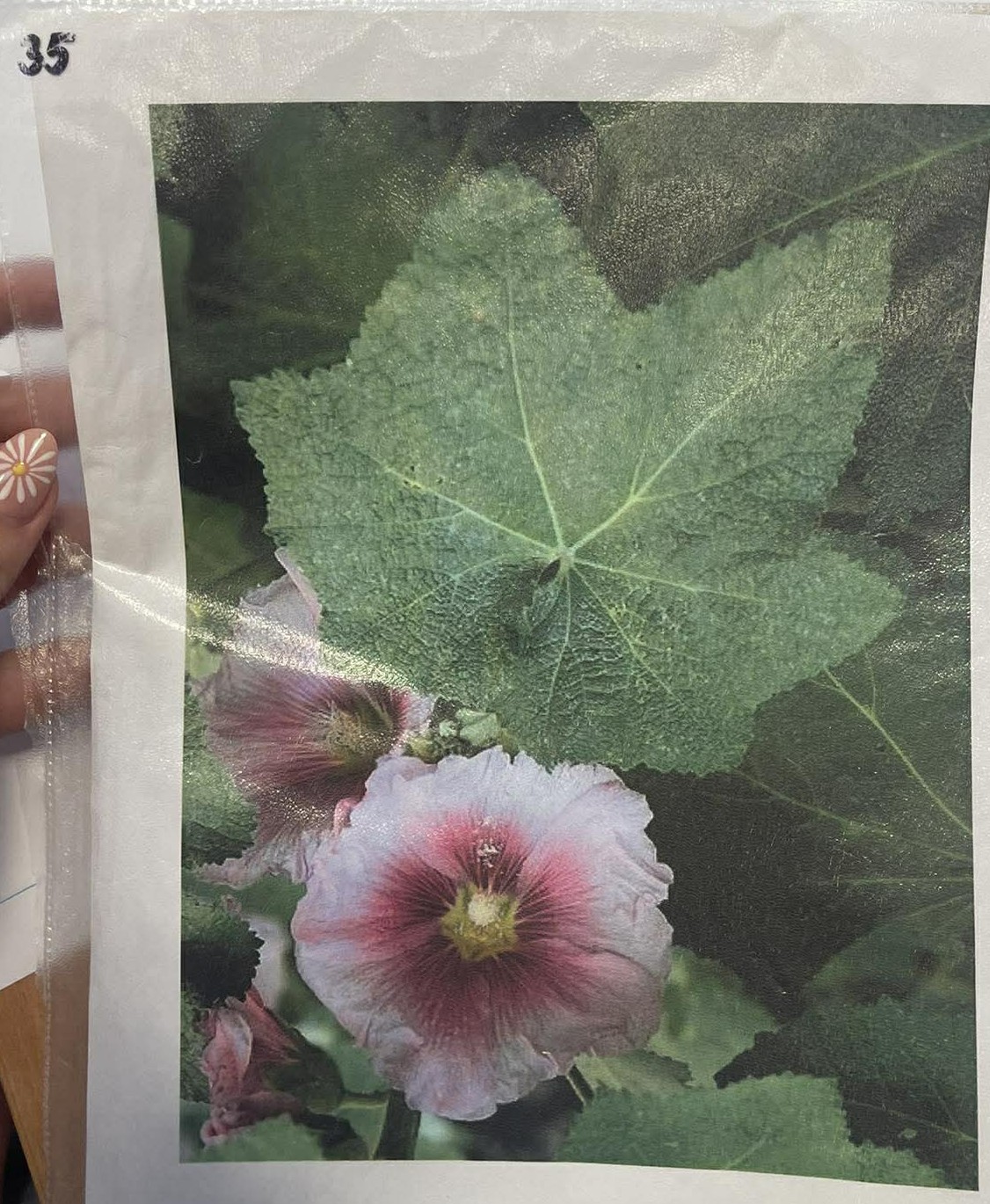 Rastlina Alcea rosea